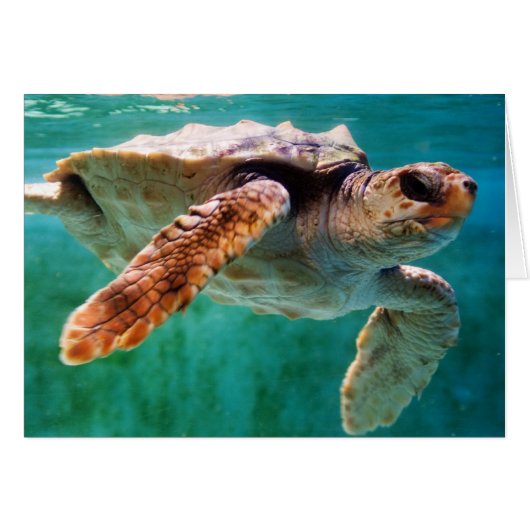 Loggerhead #2-Karte (Vorderseite (Horizontal))