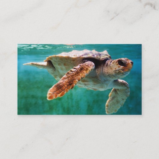 Loggerhead #2 Mini Print Visitenkarte (Vorderseite)