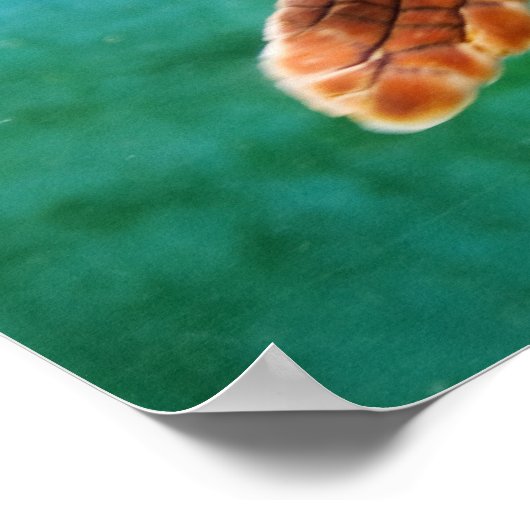 Loggerhead #2 Poster (Ecke)