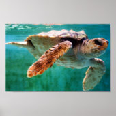 Loggerhead #2 Poster (Vorne)