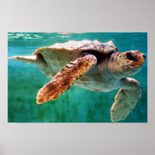 Loggerhead #2 Poster