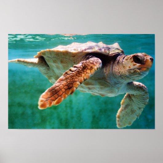 Loggerhead #2 Poster (Vorne)