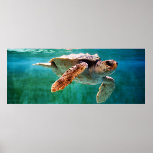 Loggerhead #2 Poster