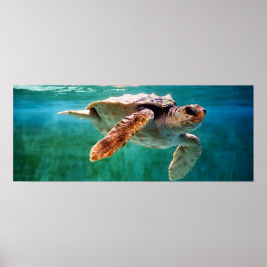 Loggerhead #2 Poster (Vorne)