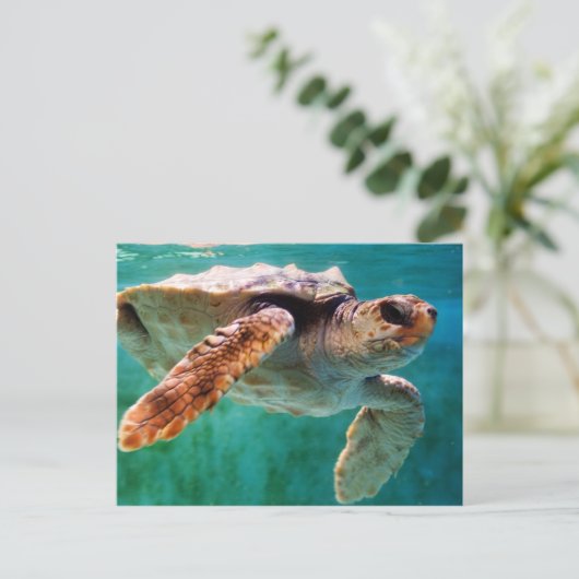 Loggerhead #2 Postkarte (Stehend Vorderseite)