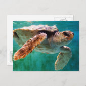 Loggerhead #2 Postkarte (Vorne/Hinten)