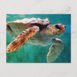 Loggerhead #2 Postkarte