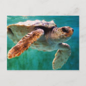 Loggerhead #2 Postkarte (Vorderseite)
