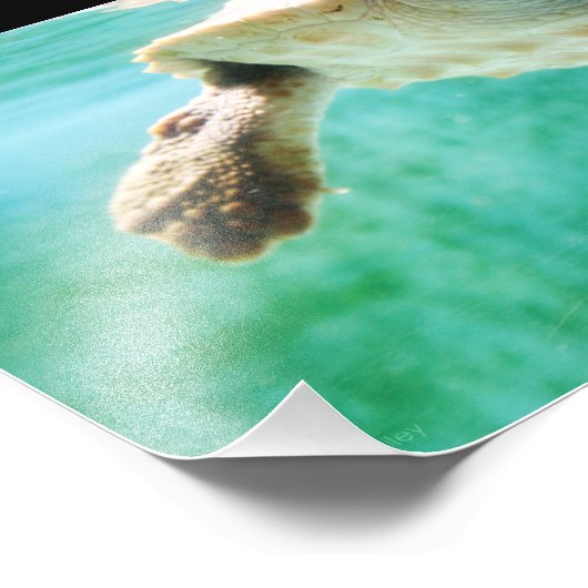 Loggerhead #3 Foto (Ecke)