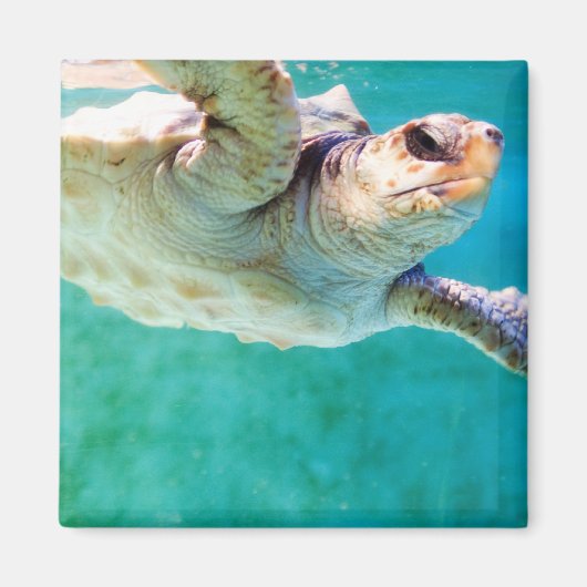 Loggerhead #3 Magnet (Vorne)