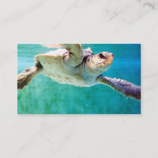 Loggerhead #3 Mini Print Visitenkarte (Vorderseite)
