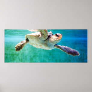 Loggerhead #3 Poster