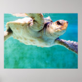 Loggerhead #3 Poster (Vorne)
