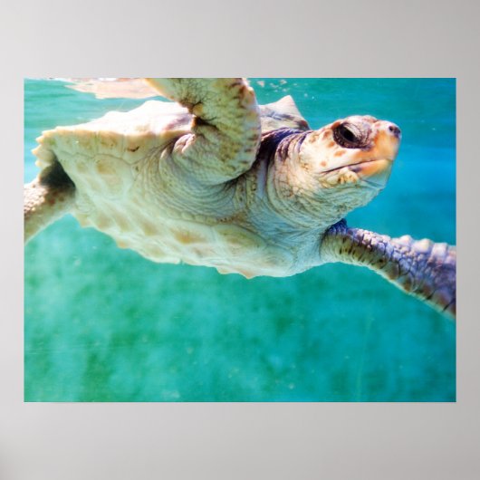 Loggerhead #3 Poster (Vorne)