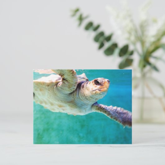 Loggerhead #3 Postkarte (Stehend Vorderseite)