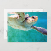 Loggerhead #3 Postkarte (Vorne/Hinten)