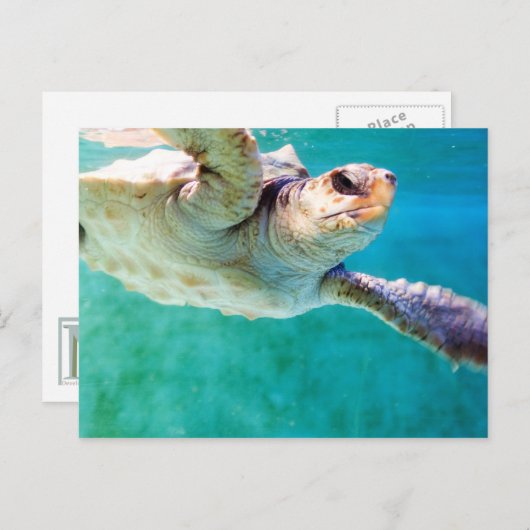 Loggerhead #3 Postkarte (Vorne/Hinten)