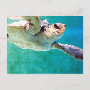 Loggerhead #3 Postkarte