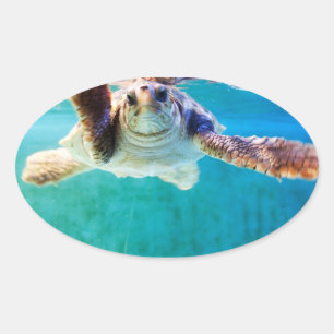 Loggerhead #4-Aufkleber Ovaler Aufkleber
