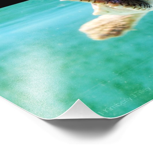 Loggerhead #4 Foto (Ecke)