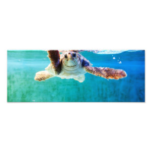 Loggerhead #4 Foto