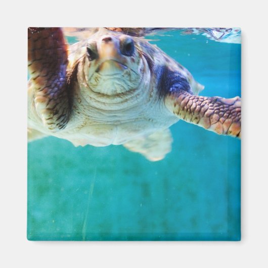 Loggerhead #4 Magnet (Vorne)