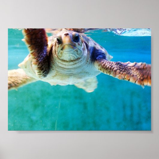 Loggerhead #4 Poster (Vorne)