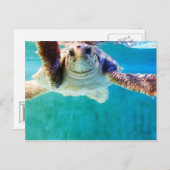 Loggerhead #4 Postkarte (Vorne/Hinten)