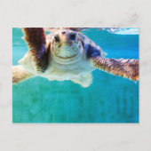 Loggerhead #4 Postkarte (Vorderseite)