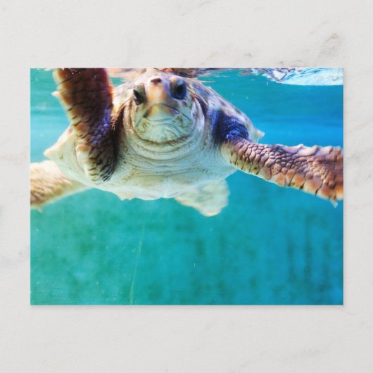 Loggerhead #4 Postkarte (Vorderseite)