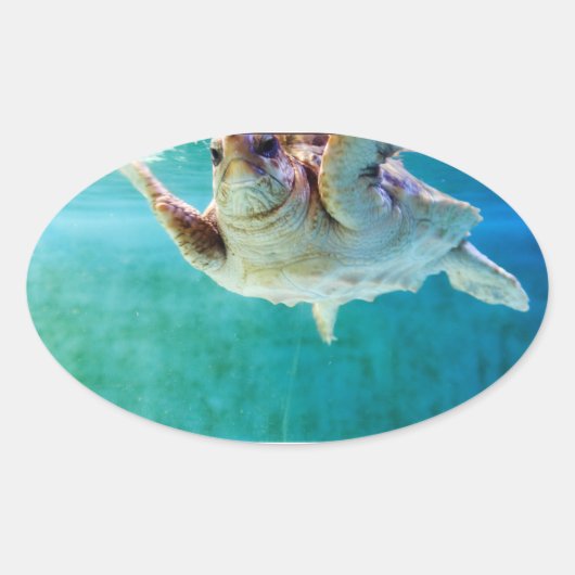 Loggerhead #5-Aufkleber Ovaler Aufkleber (Vorderseite)