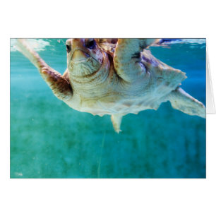 Loggerhead #5-Karte