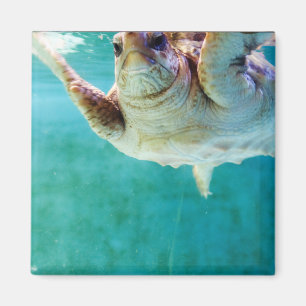 Loggerhead #5 magnet