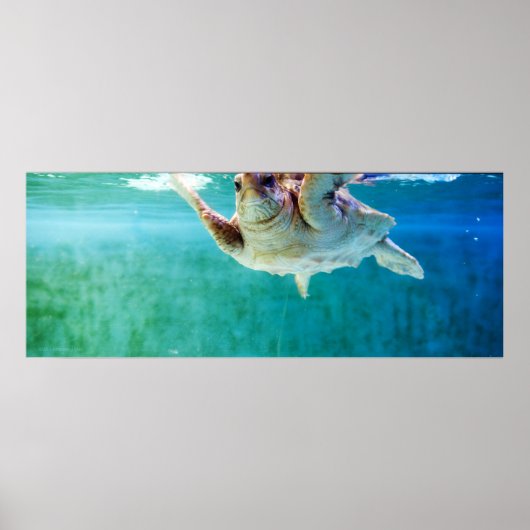 Loggerhead #5 Poster (Vorne)