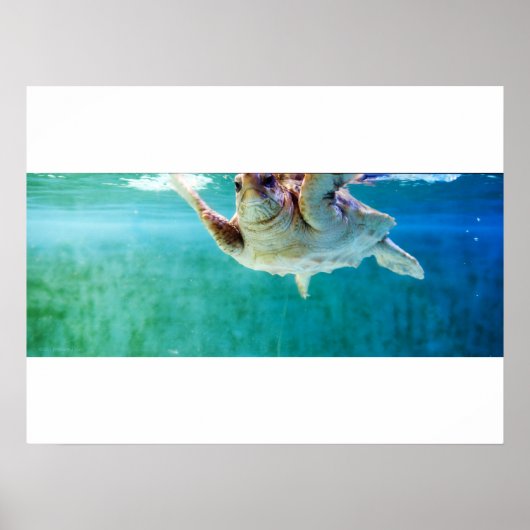 Loggerhead #5 Poster (Vorne)