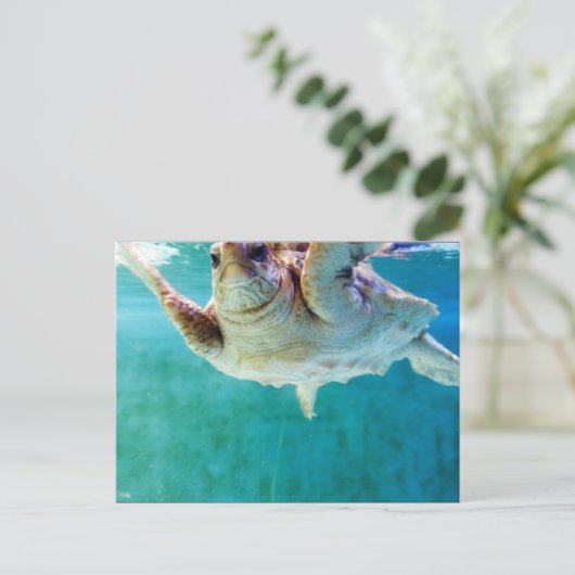 Loggerhead #5 Postkarte (Stehend Vorderseite)
