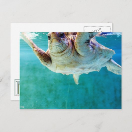 Loggerhead #5 Postkarte (Vorne/Hinten)