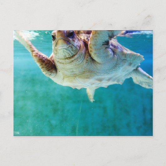 Loggerhead #5 Postkarte (Vorderseite)