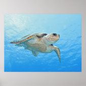 Loggerhead Poster (Vorne)