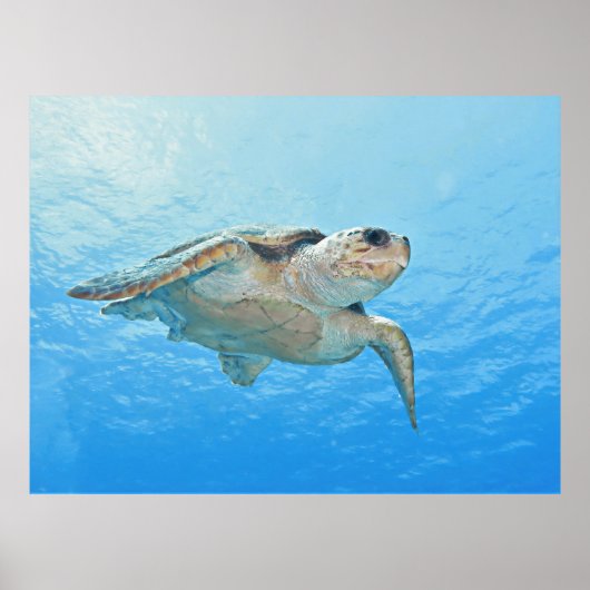Loggerhead Poster (Vorne)