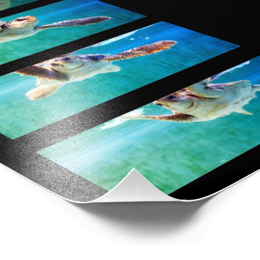 Loggerhead Sea Turtle Study Foto (Ecke)