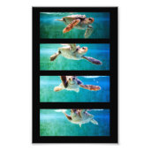 Loggerhead Sea Turtle Study Foto (Vorne)
