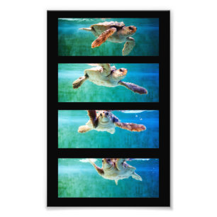 Loggerhead Sea Turtle Study Foto