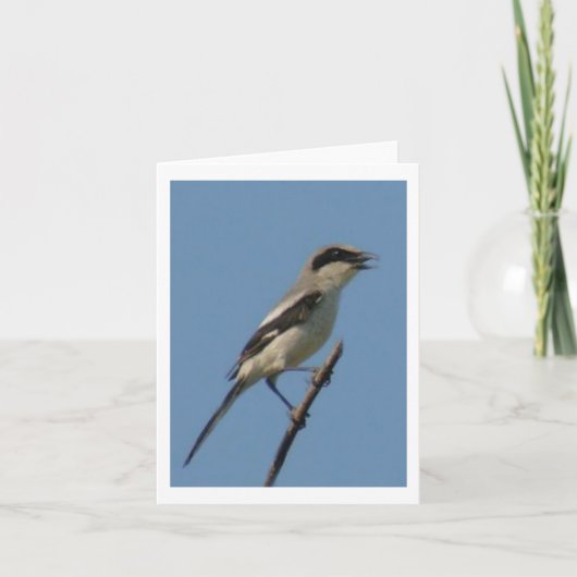 Loggerhead Shrike Foto Faltkarte (Vorderseite)