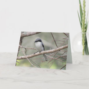 Loggerhead Shrike - Grußkarte für Vögel im Hinterh Karte