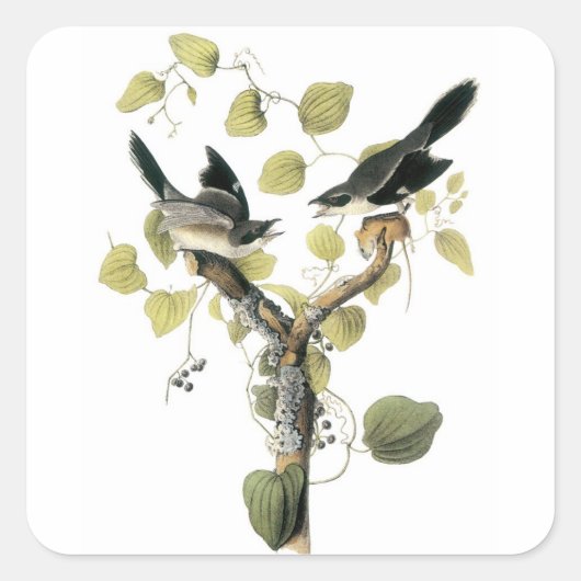 Loggerhead Shrike von Audubon Quadratischer Aufkleber (Vorderseite)