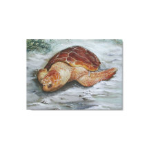 Loggerhead Turtle - St. George Island