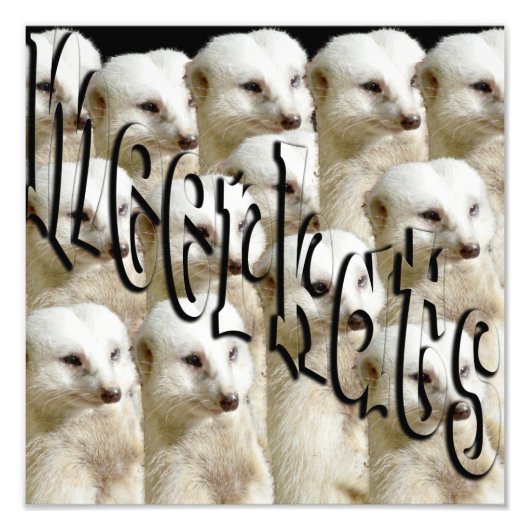 Logo der Meerkat Army, Fotodruck (Vorne)