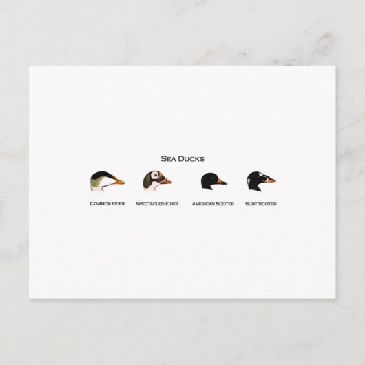 Logo "Sea Ducks" (mit dem Titel) Postkarte (Vorderseite)