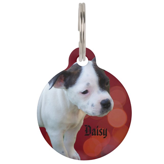 Logo von Staffy Daisy, Haustiermarke (Vorderseite)